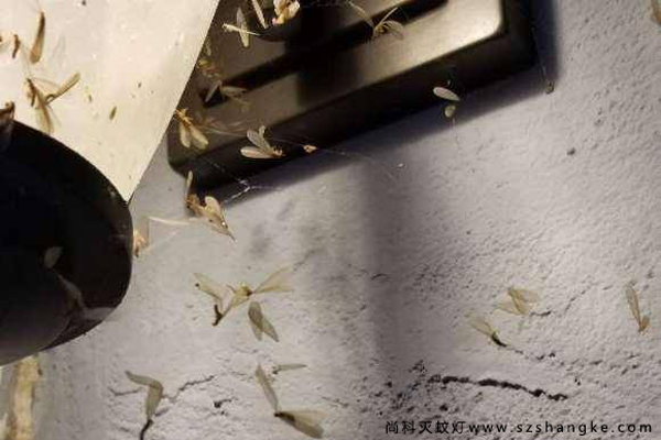 户外灭蚊灯对白蚁有用吗？